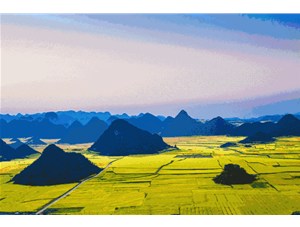 菜籽的收獲季節到了! 遍地黃花，清香飄田野~